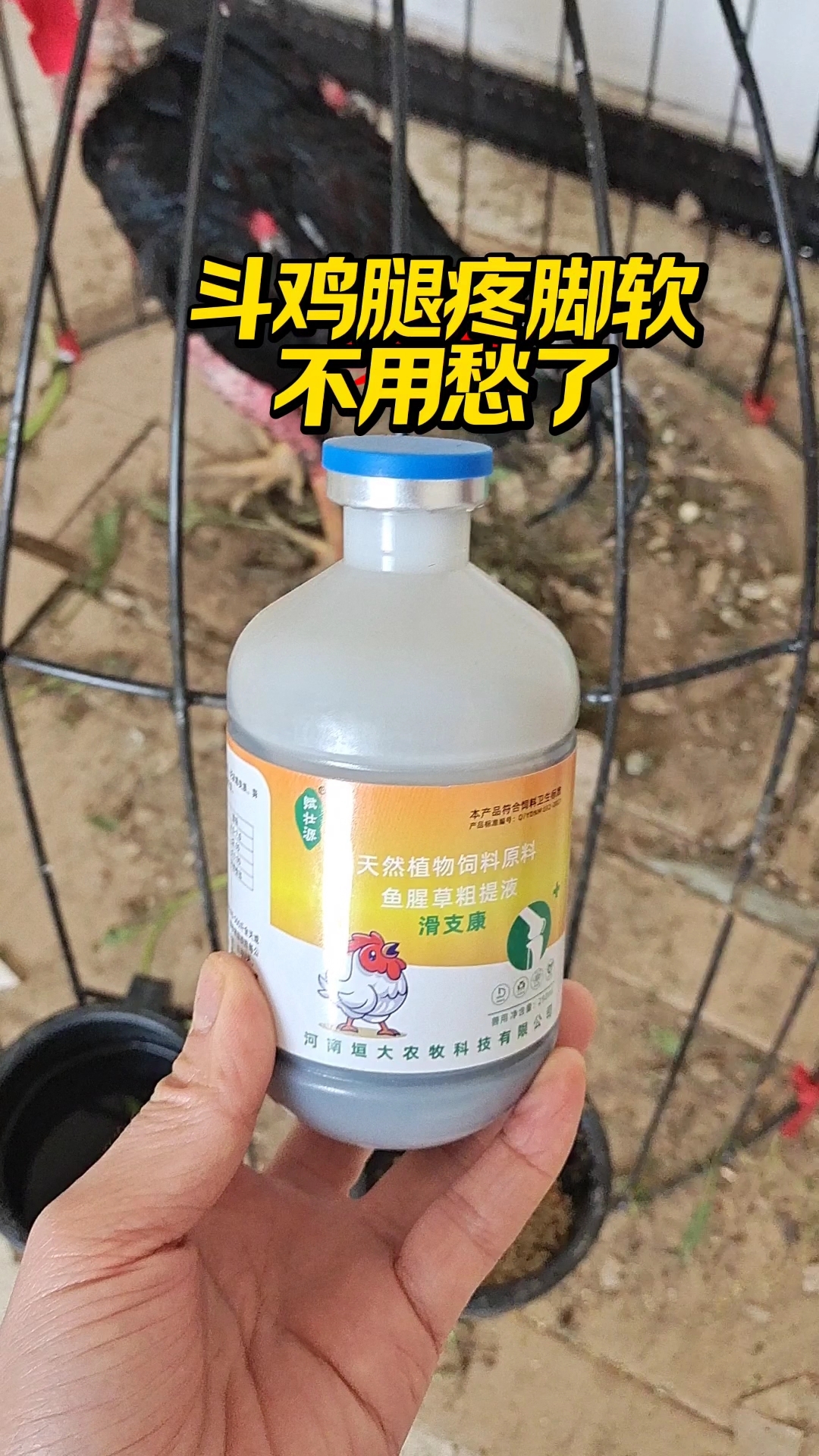 斗鸡腿疼脚软滑囊炎，一招搞定#鸡腿瘸#鸡#农村养鸡日常# #斗鸡瘫痪#斗鸡瘸