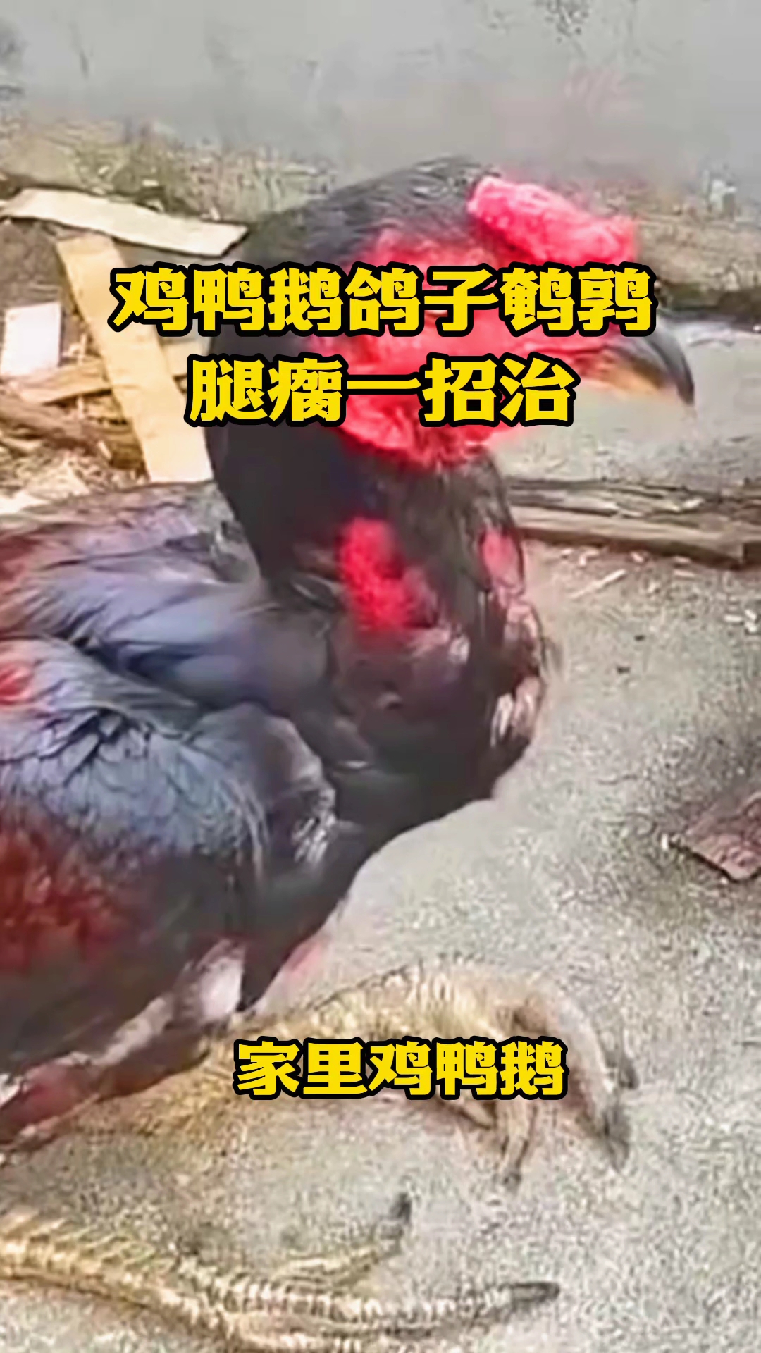 鸡鸭鹅鸽子鹌鹑，腿瘸关节肿变形一招搞定#鸡瘫痪怎么办# #鸡腿瘸#鸡关节肿#鸡鸭鹅腿瘸#