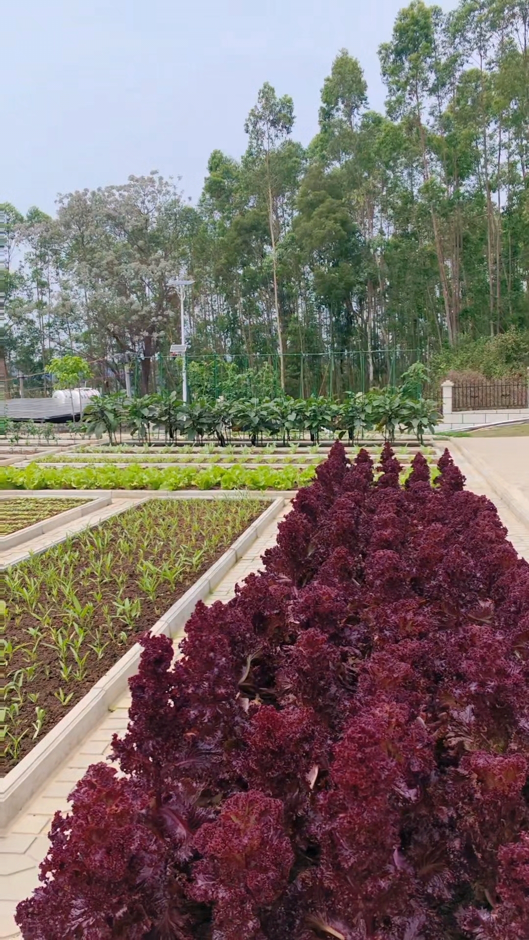 菜沟板改造菜园效果