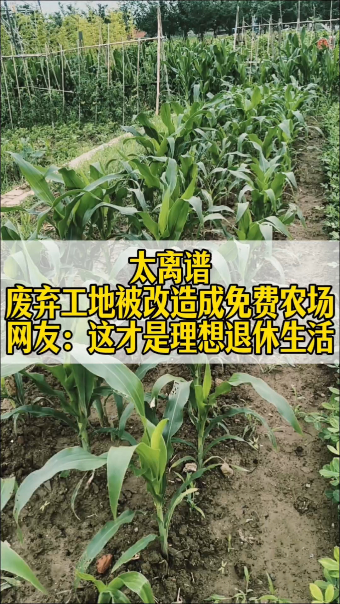 城里人都馋哭了!荒地改的爱心菜园,能摘菜能撸兔还能当农场主