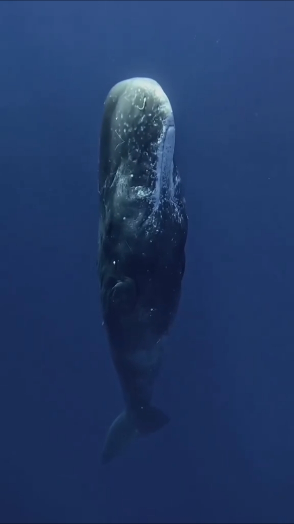 抹香鲸妈妈帮幼崽捕食大章鱼