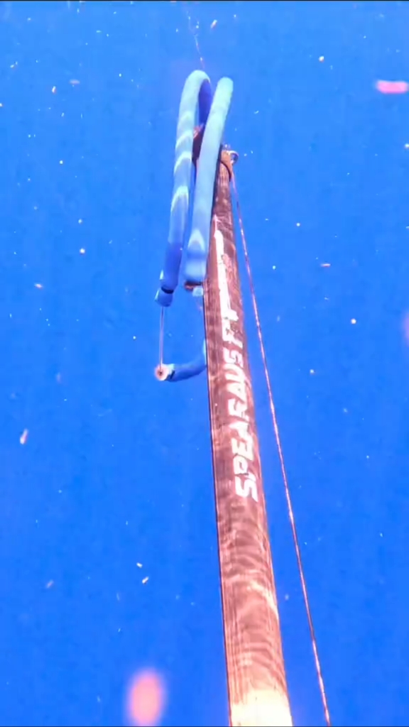 国外小伙潜入海中永射鱼器捕鱼