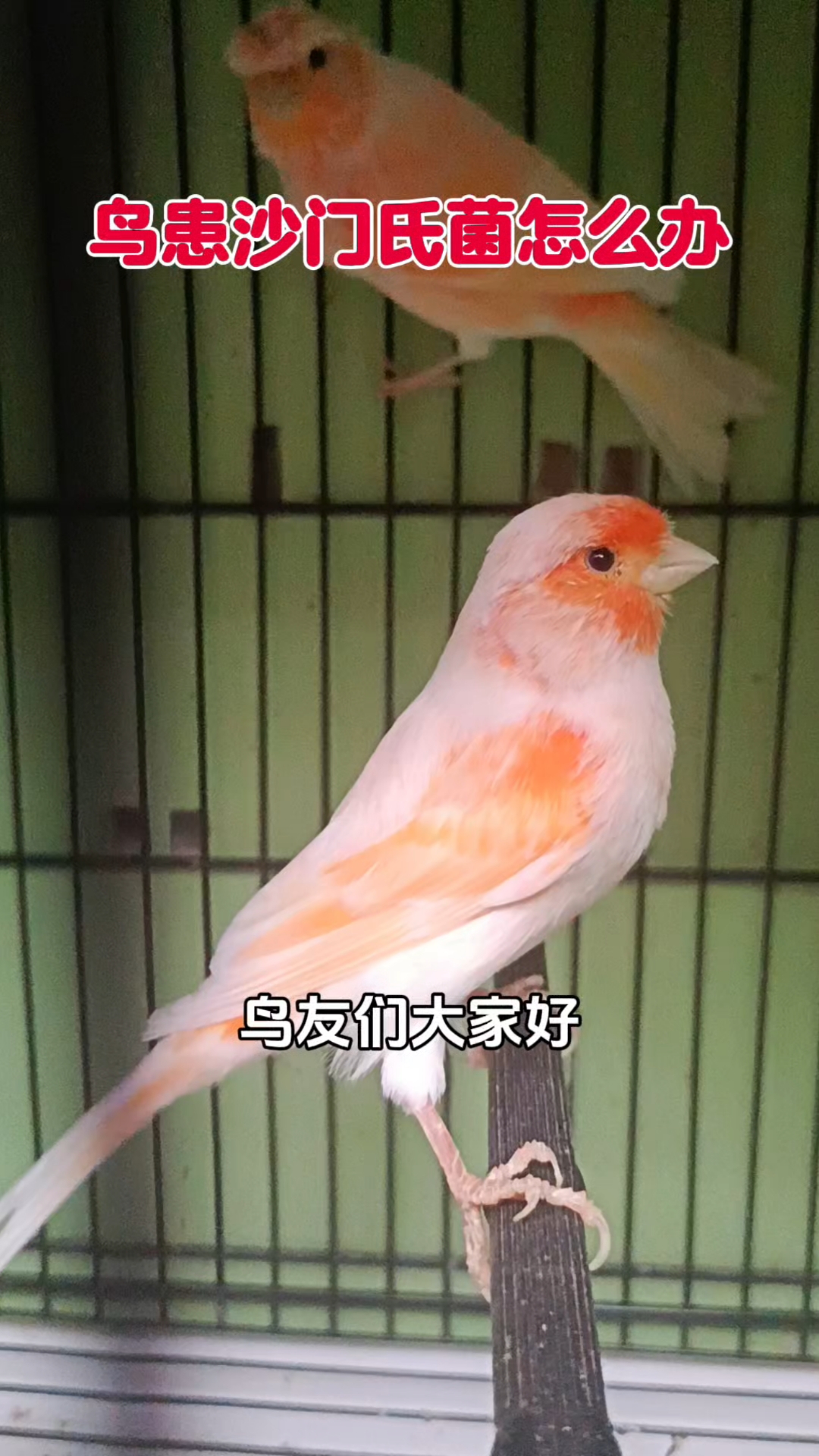 玉鸟芙蓉鸟金丝雀,鸟患沙门氏菌该怎么办,大家了解一下吧!