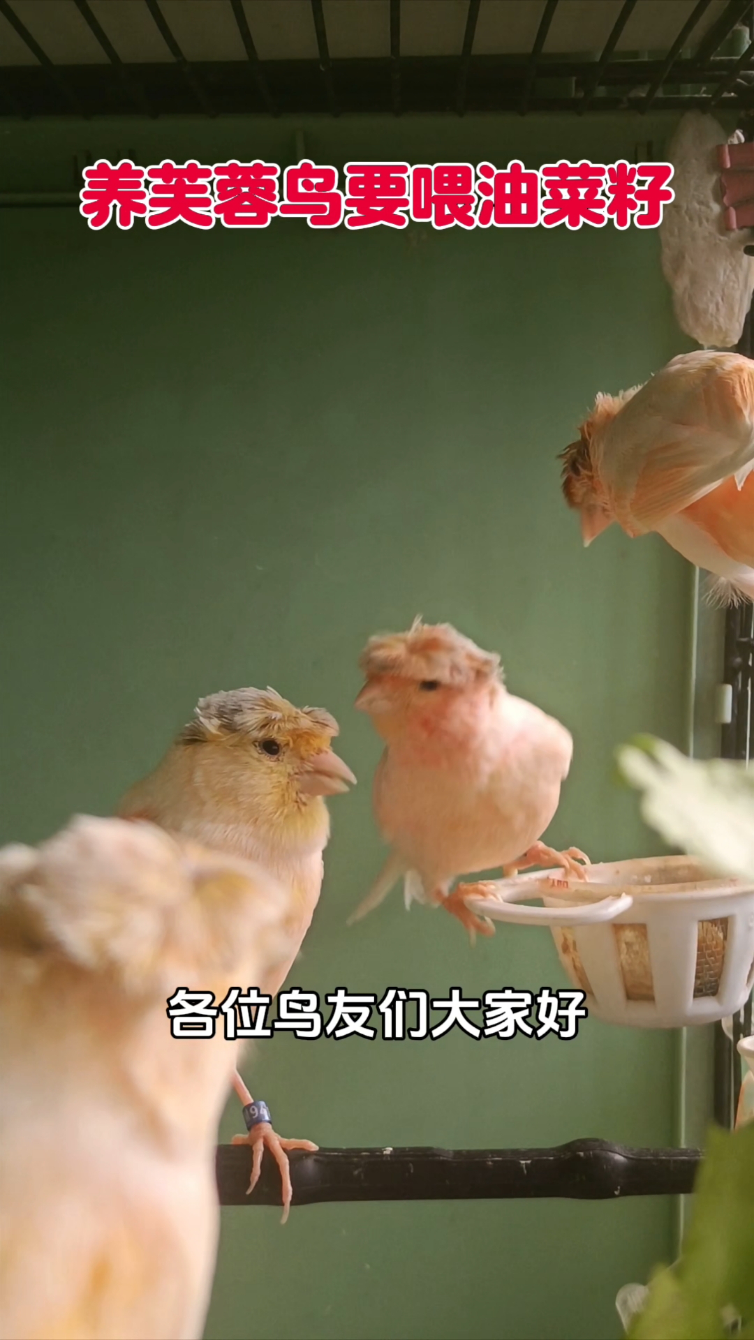 玉鸟芙蓉鸟金丝雀,养鸟要喂油菜籽,大家了解一下吧!