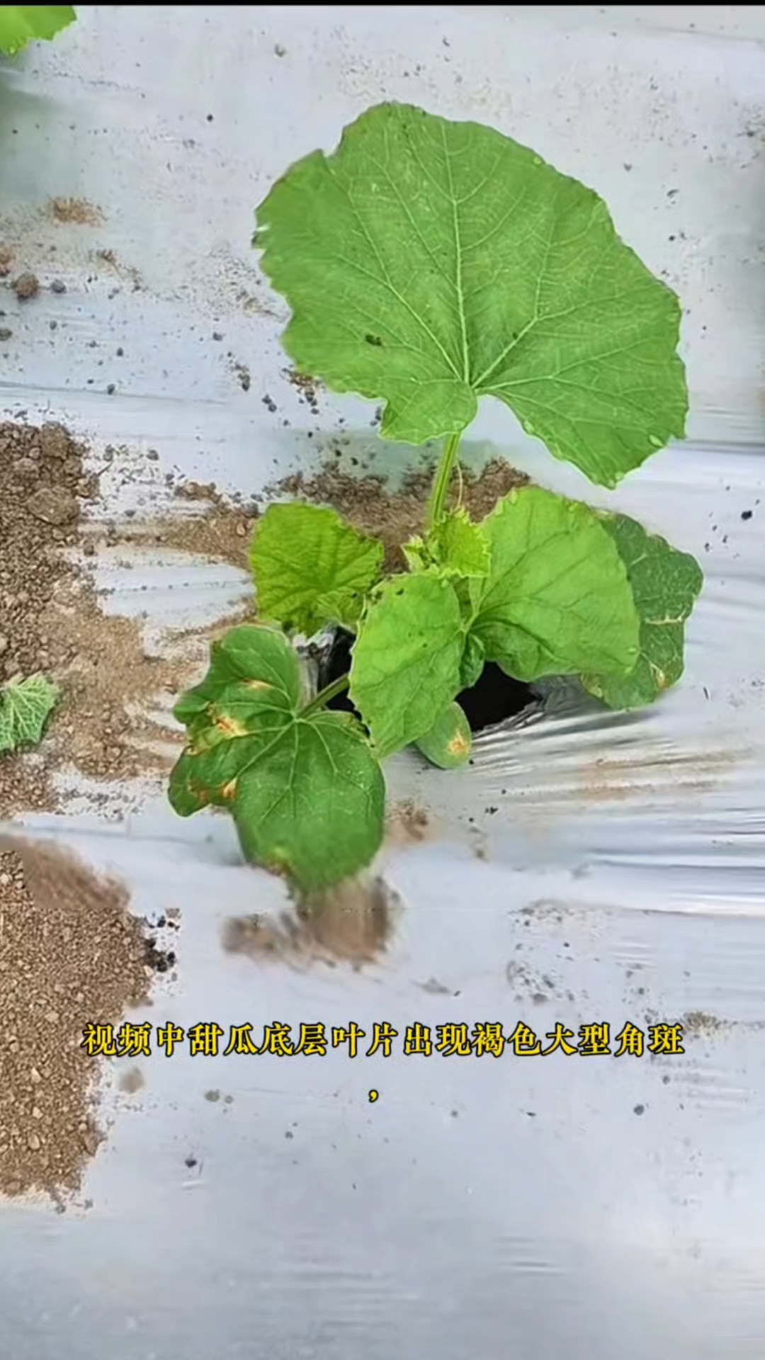 大家认识下瓜类细菌性斑点病，黄瓜和甜瓜都可发病。#种植小技巧