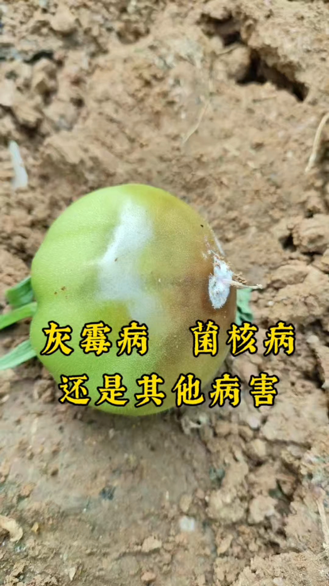 这是番茄灰霉病还是菌核病呢,都不是。#番茄灰霉病 #番茄病虫