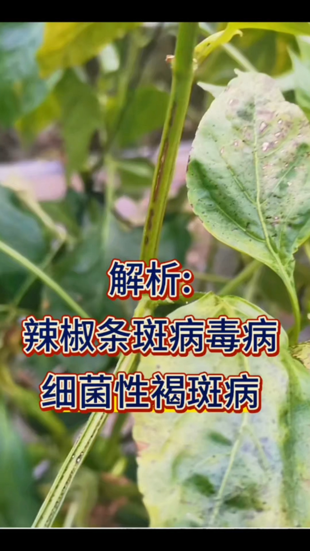 症状解析和防治思路:辣椒条斑病毒病和细菌性褐斑病