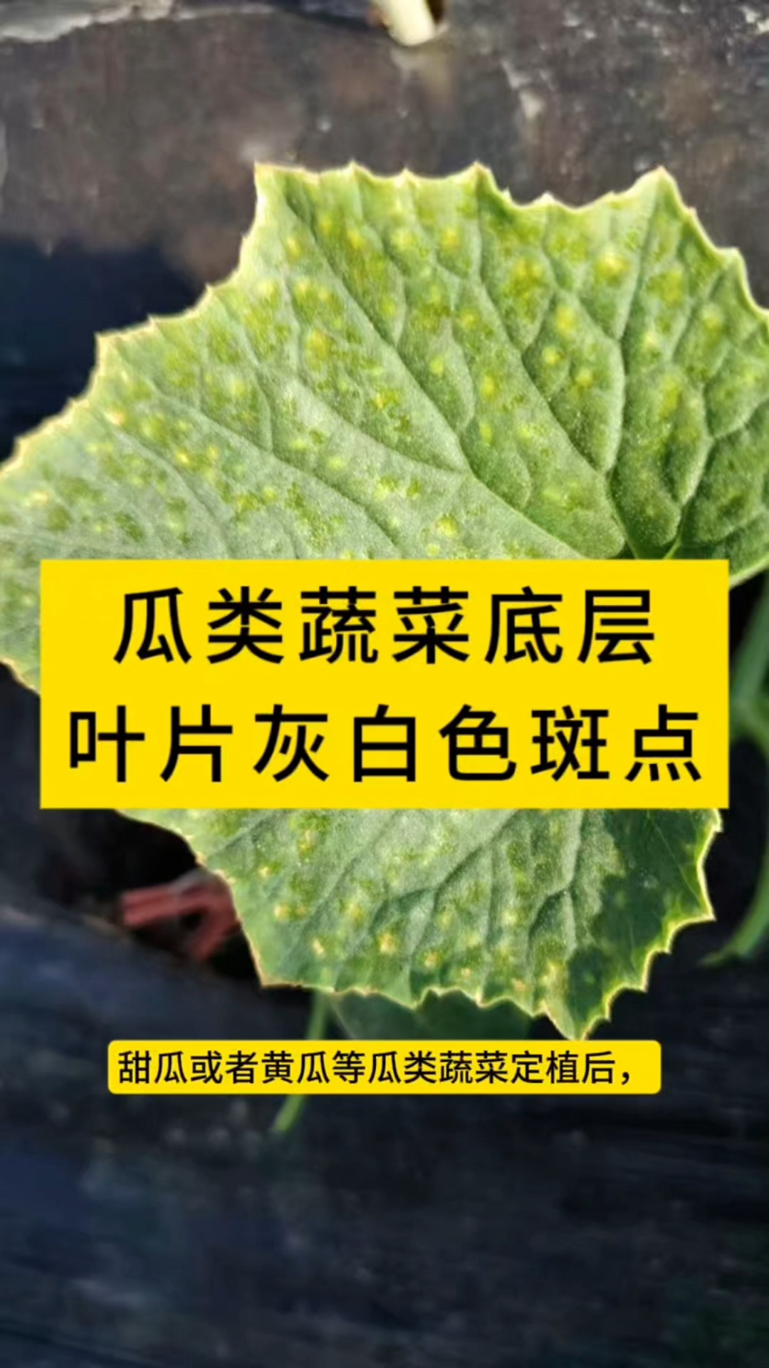 瓜类蔬菜底层叶片灰白色斑点咋回事