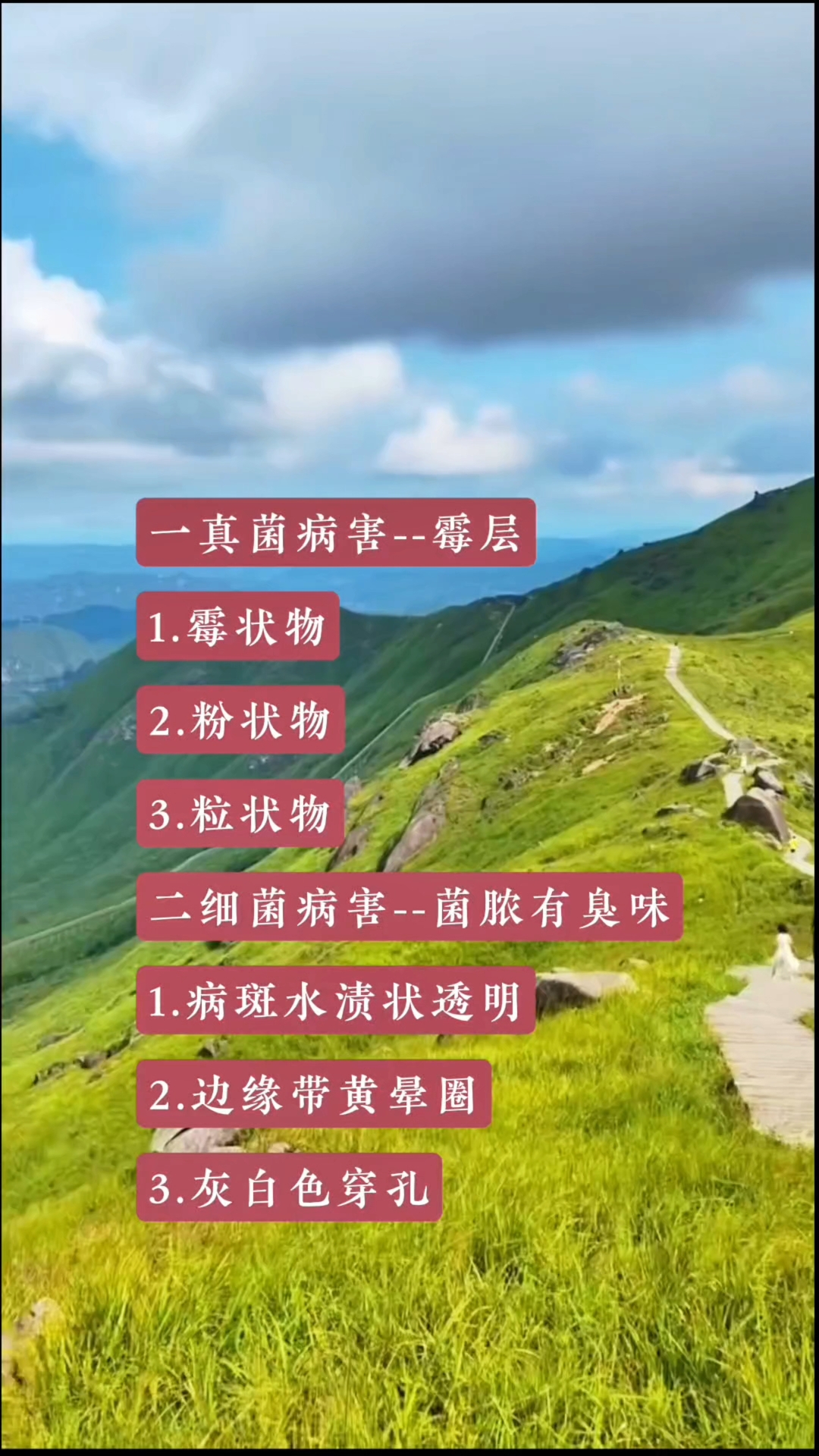 蔬菜病害识别的基本规律#知识分享 #蔬菜种植 #病虫害防治 
