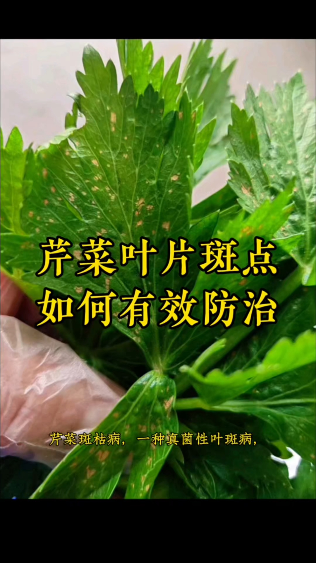 芹菜叶片的这种斑点，反反复复很难打，如何有效防治呢#芹菜斑枯