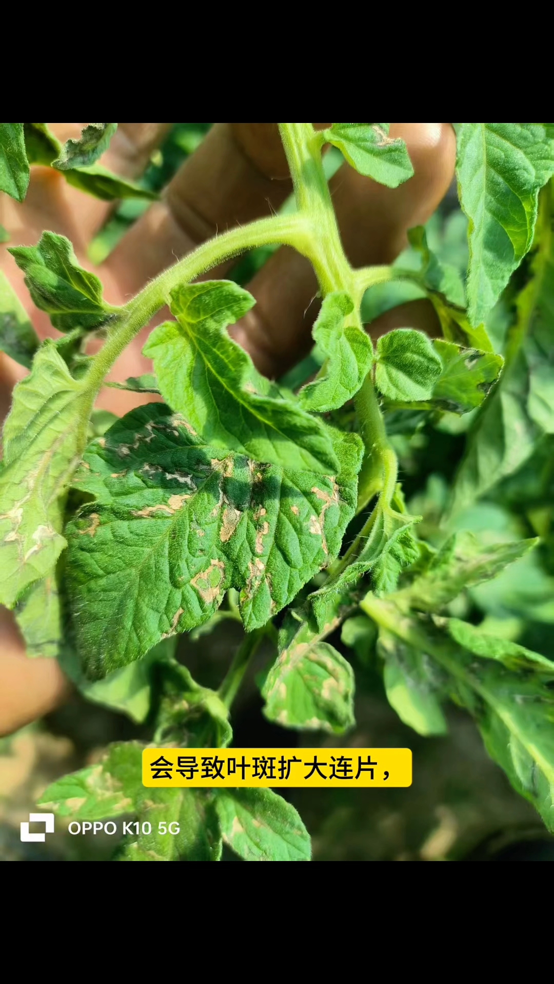 番茄细菌性叶斑病侵染症状