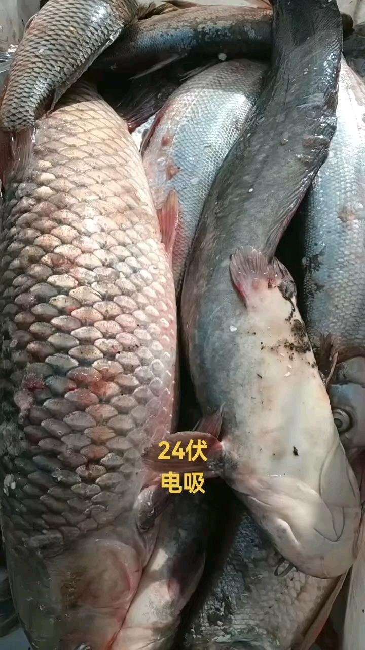 高科技深水进口超声脉冲波捕吸抓鱼升压机头器最好的捕吸鱼逮机头