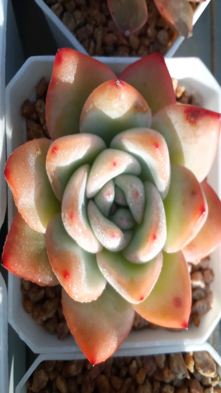 草莓泡芙多肉,这对姊妹花哪个更出挑?