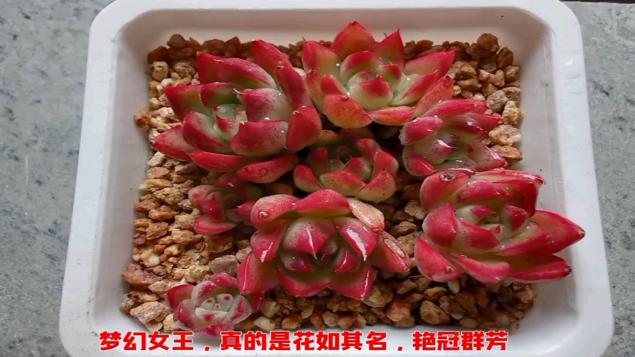 梦幻女王,能否艳冠群芳?
