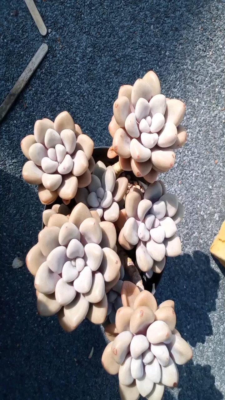 美人系多肉艾伦,一直养不好,大家可以帮忙指点指点