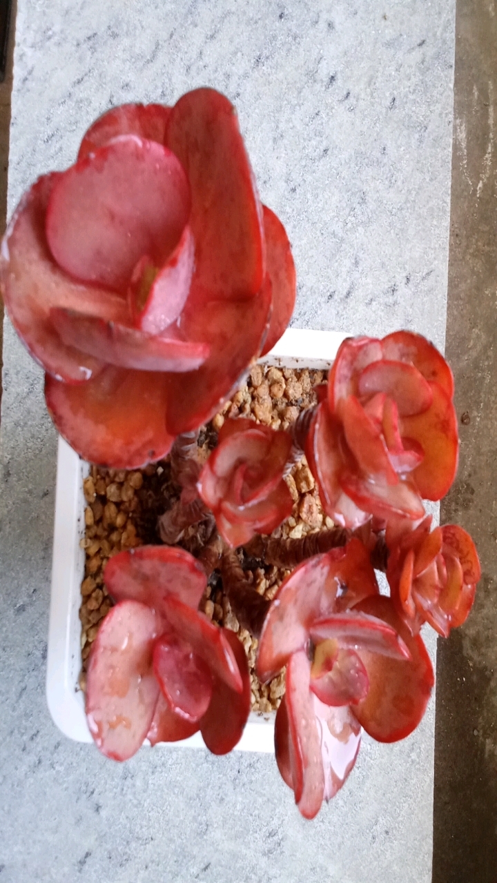 瞧这精致的小叶秀妍,摆在哪儿都是一道亮丽的风景线!