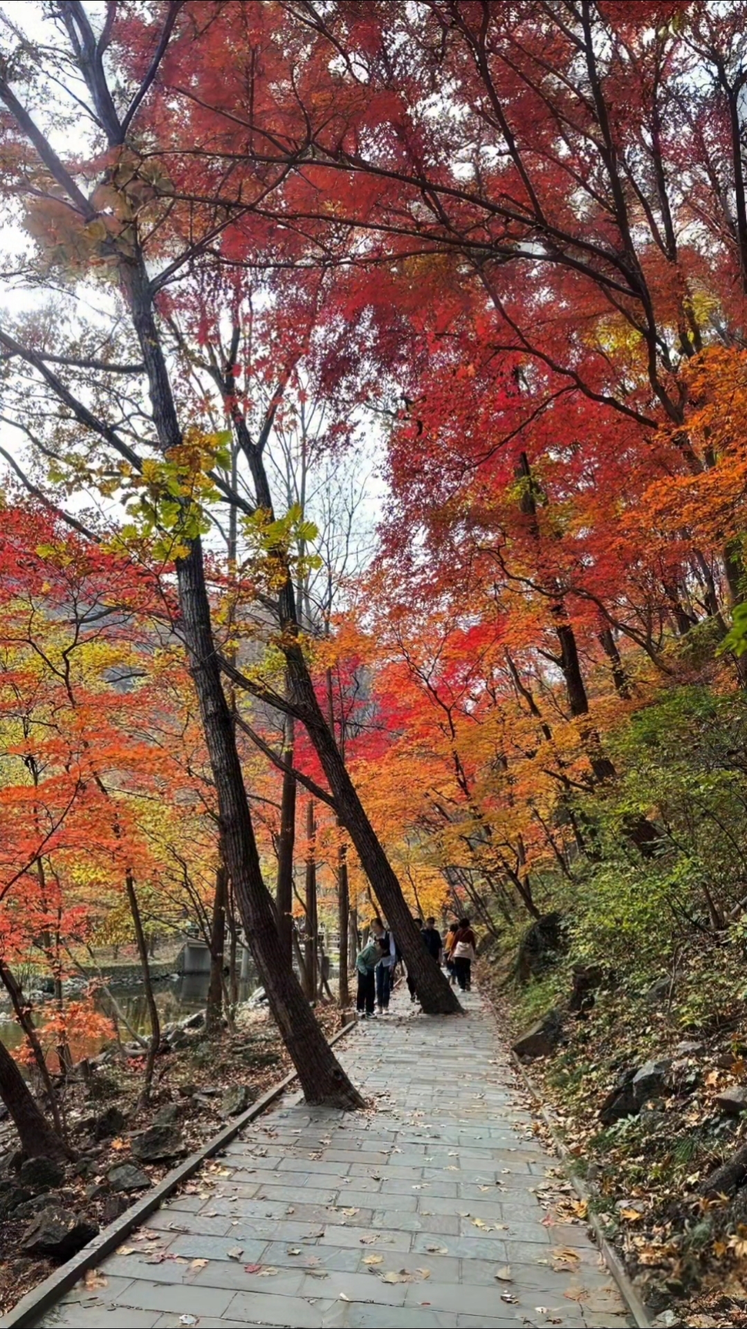 秋画,秋天独有的色彩,秋天独有的景色,秋天独有的美