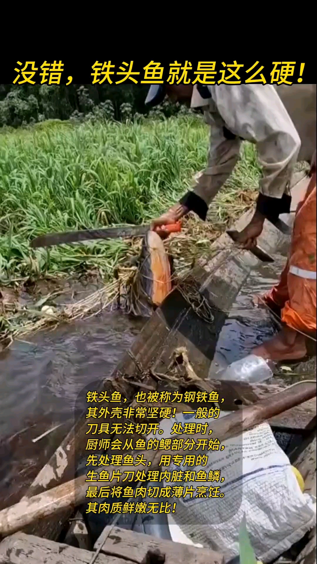 没错!铁头鱼真的这么硬!