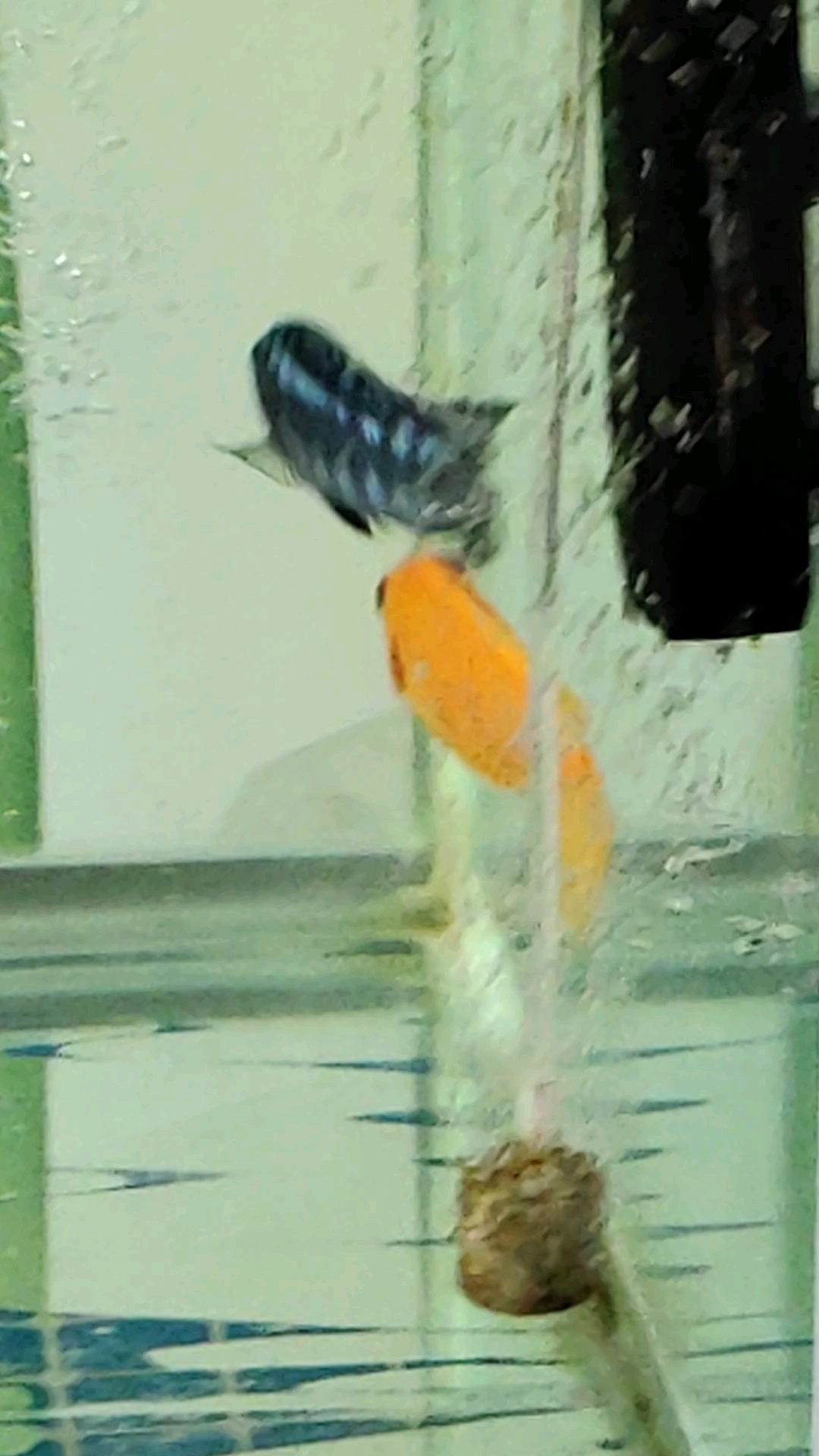 三湖慈鲷鱼打架了