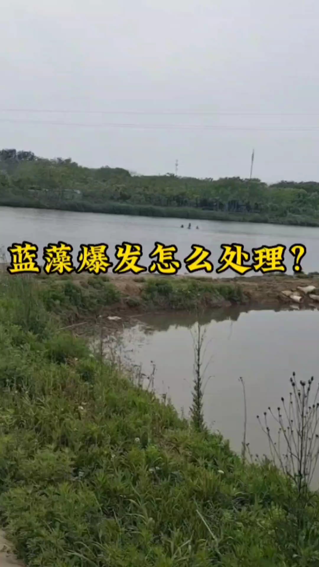 蓝藻爆发怎么处理?#水产养殖#鱼虾蟹养殖#南美白对虾养殖