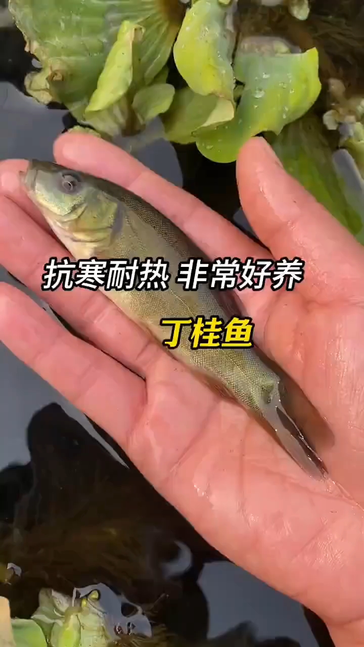 丁桂鱼淡水养殖食用观赏鱼冷水鱼好养耐活