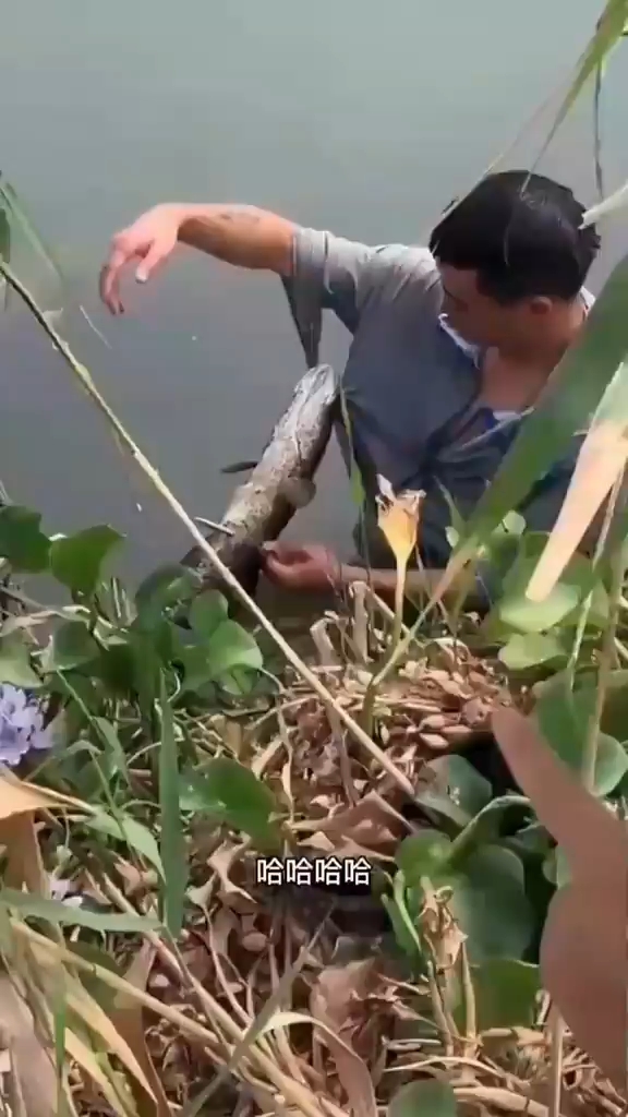 野塘黑鱼太凶猛了,直接咬人