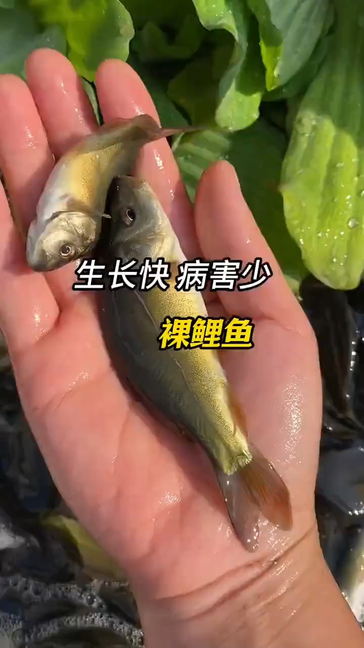 淡水好养活,裸鲤无甲无鳞鱼