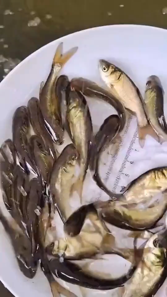 花鲢鱼又叫大头鱼,主要吃水中浮沫和杂质