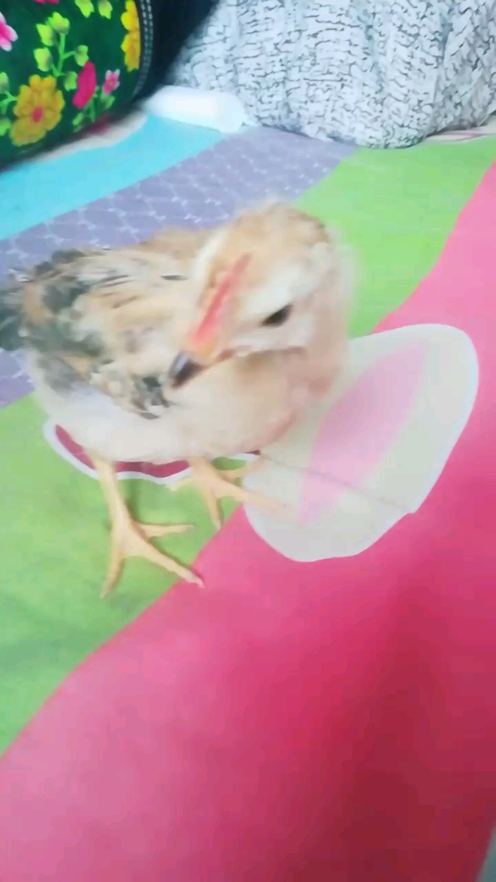 九斤黄小鸡田开门大队长