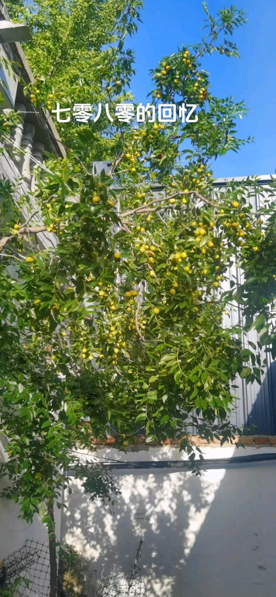 小时候哪有现在的光景,那时候麦穰垛子,菜园子都是藏梦梦的好地
