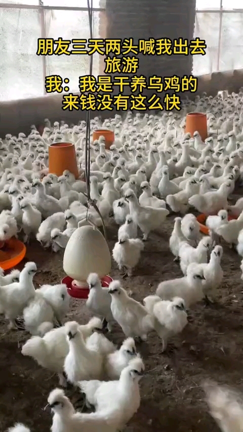 朋友三天两头叫我出去旅游，我是养乌鸡的，来钱没有那么快