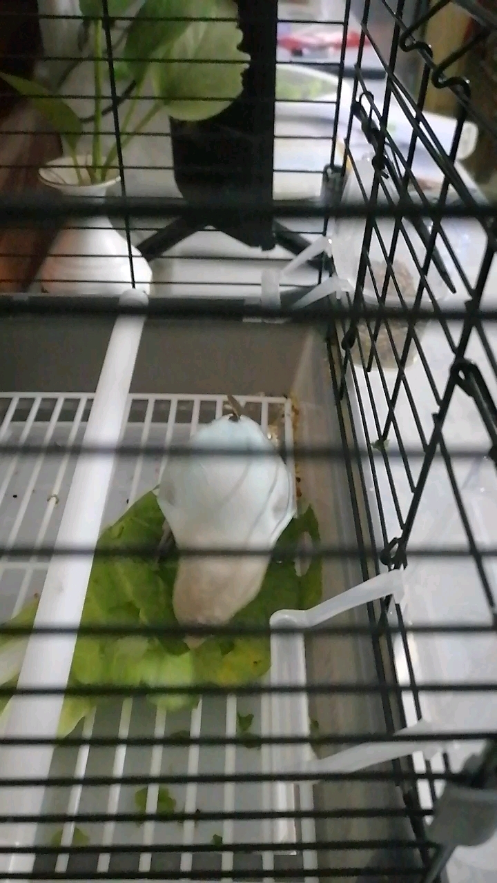 爱吃青菜的小鹦鹉。青菜营养多多,小朋友们也要爱吃青菜哦!