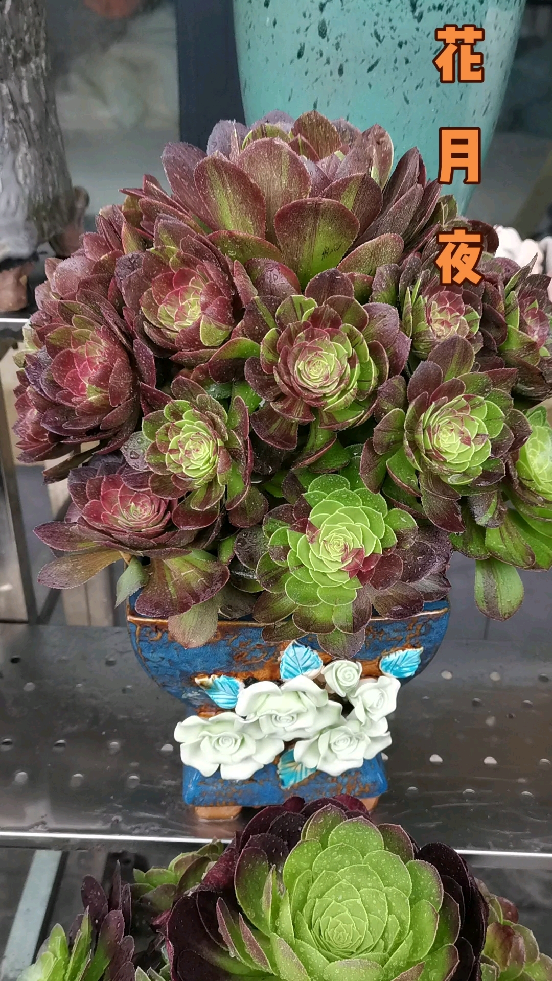 法师、多肉:花月夜