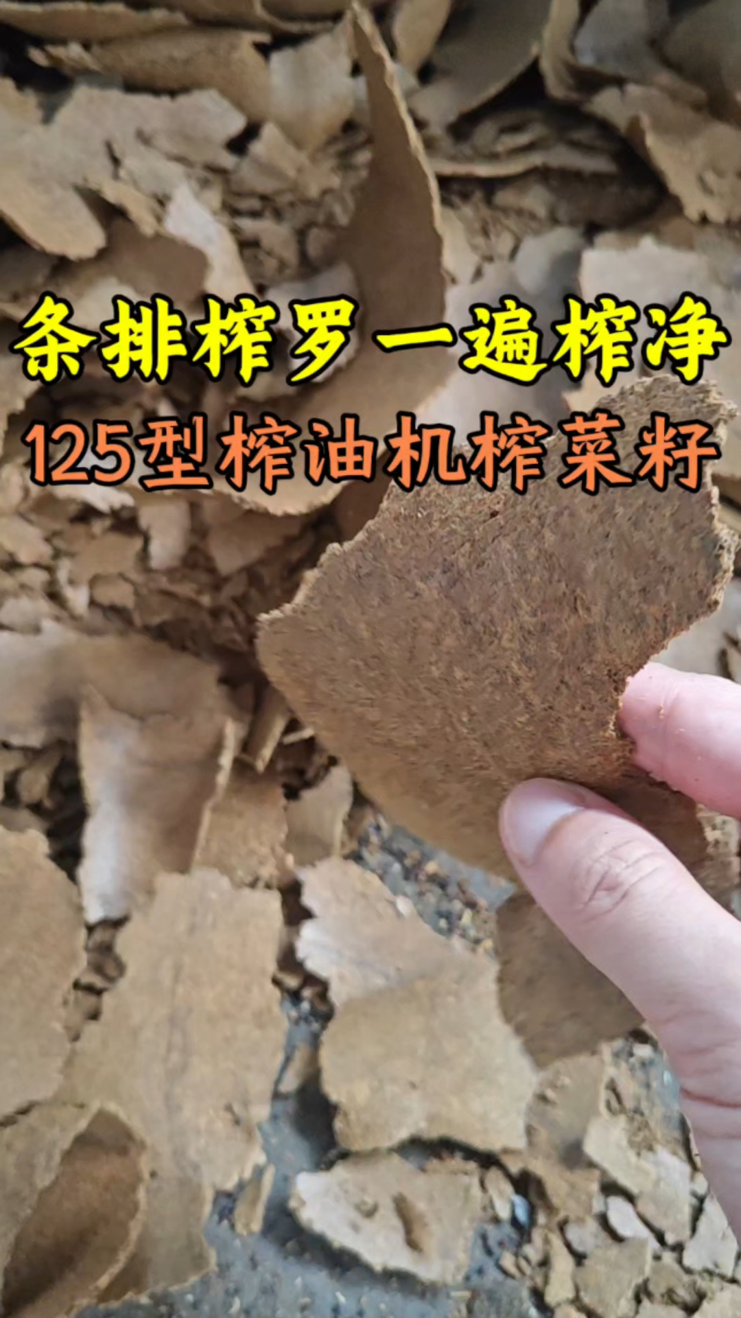 条排螺旋榨油机压榨油菜籽