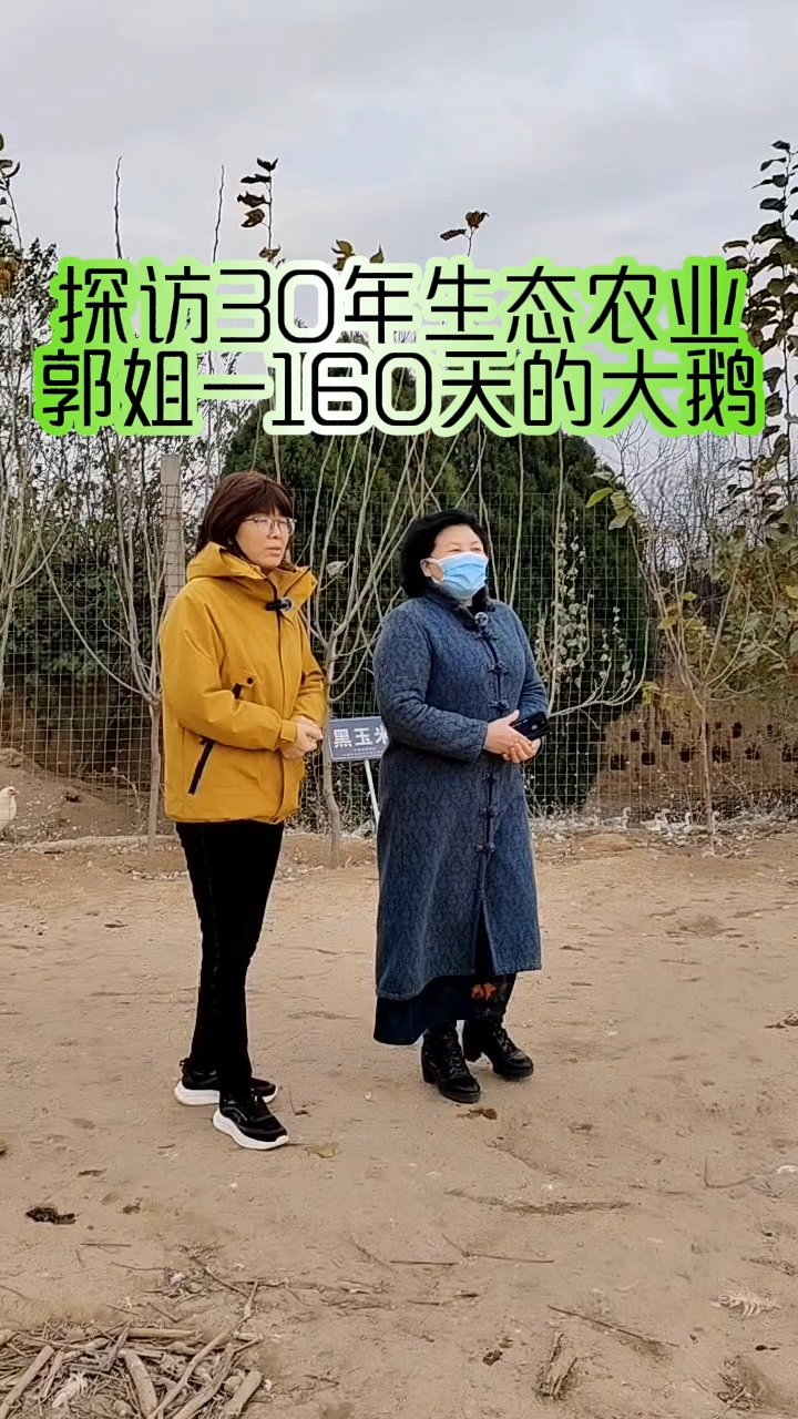 三花鹅北方养殖纪实:两千只壮观