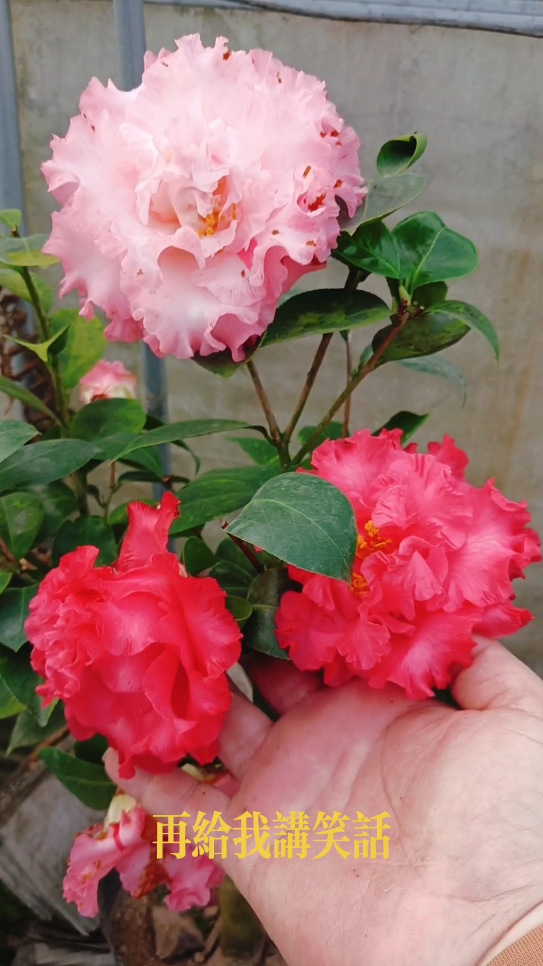 精品名贵品种茶花—依莲贝蒂茶花