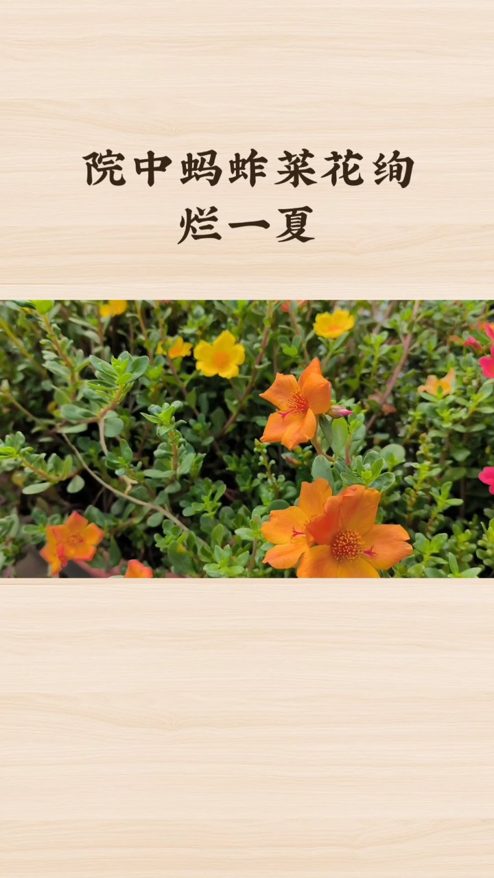 分享视频