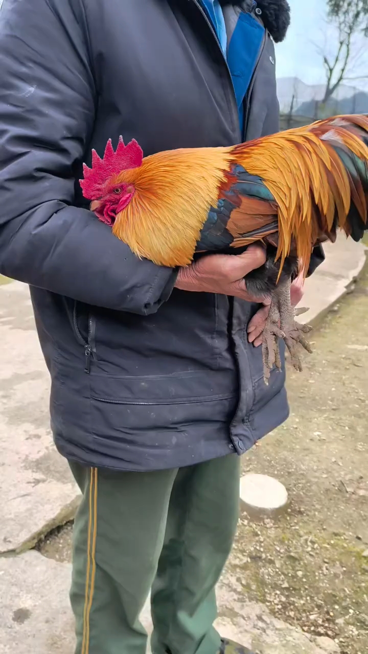 养一只漂亮的五彩大公鸡舍不得卖。