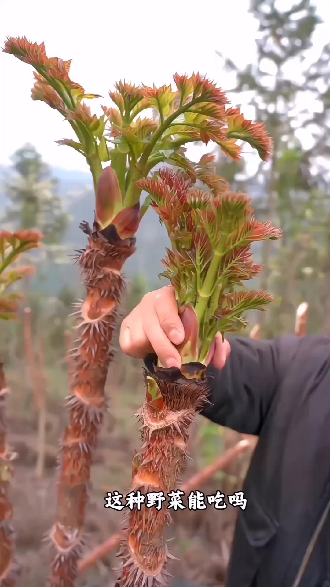 这种野菜能吃吗?长满刺的嫩芽到底香不香?又到了挖野菜的季节,带你认识62种可食用野菜