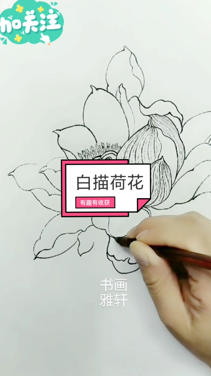 今天换个风格吧,画一画工笔白描荷花