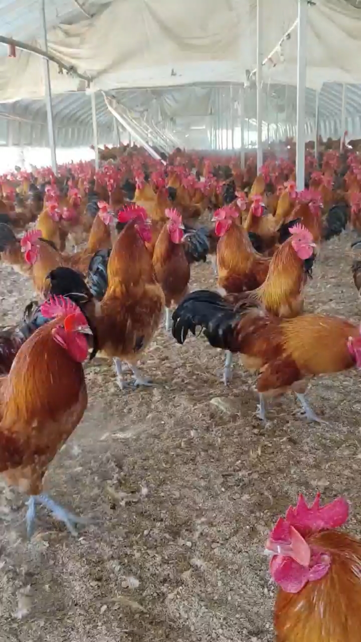 青腿细脚的改良红瑶