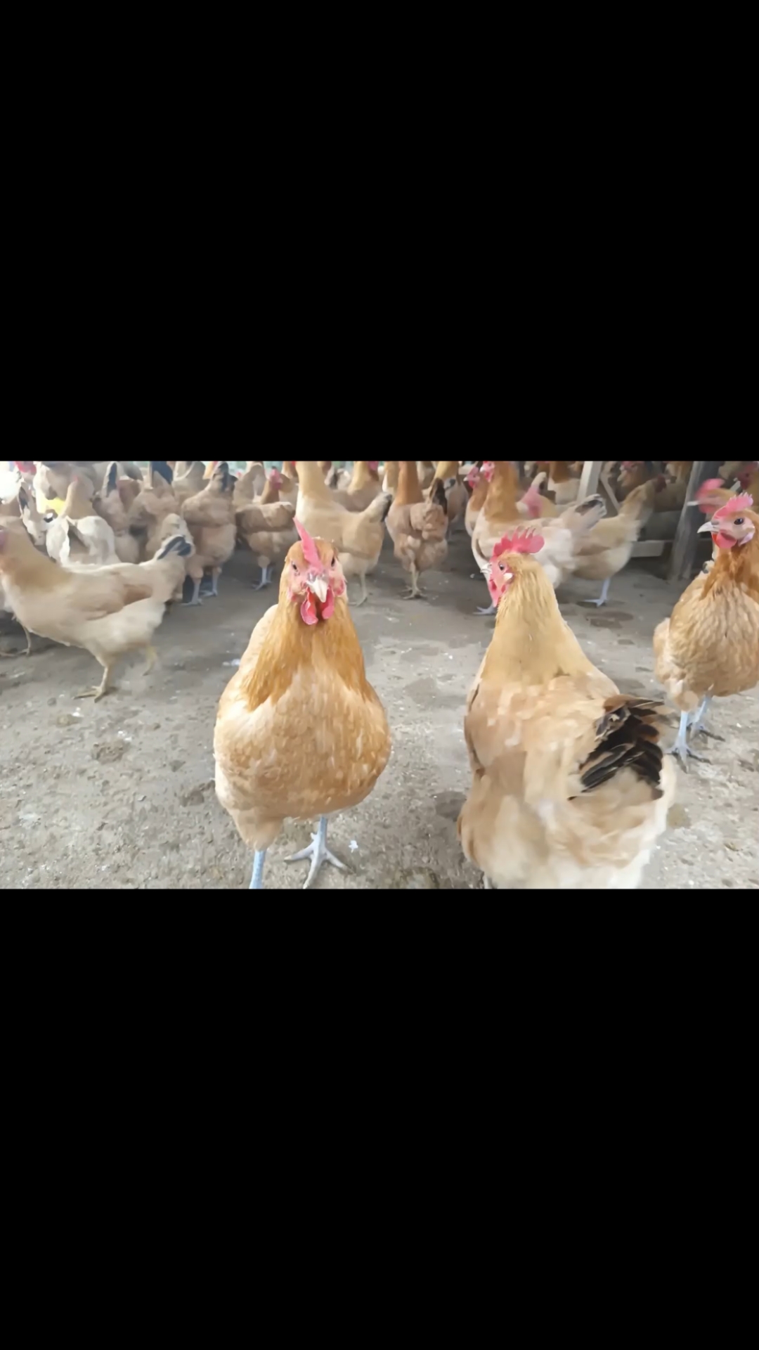 《苏禽青脚系土鸡》