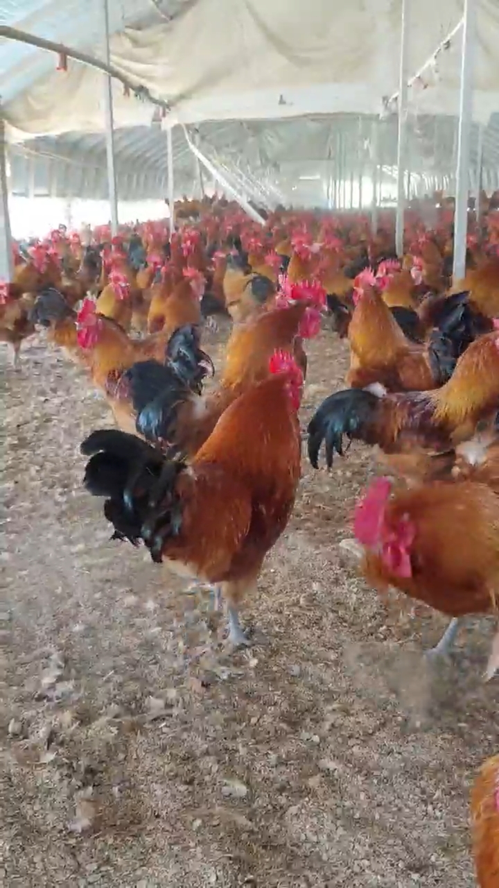 改良红瑶公鸡,冠大、枣红羽、腿细,青脚。