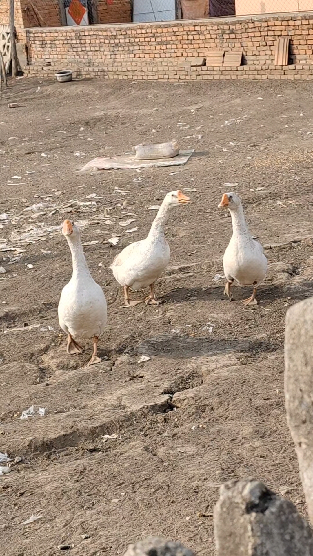 我家大鹅,大公鸡携母鸡给大家拜年了,祝大家新年快乐