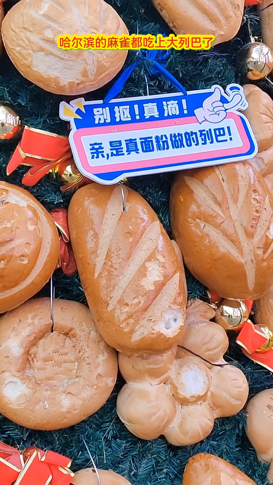 在哈尔滨麻雀的日子也是好起来了,天天能吃上大列巴