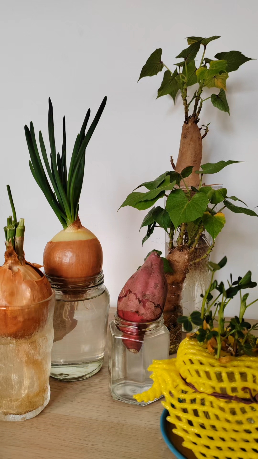 水培植物的快乐,花小钱开启我的花花草草蔬菜小世界