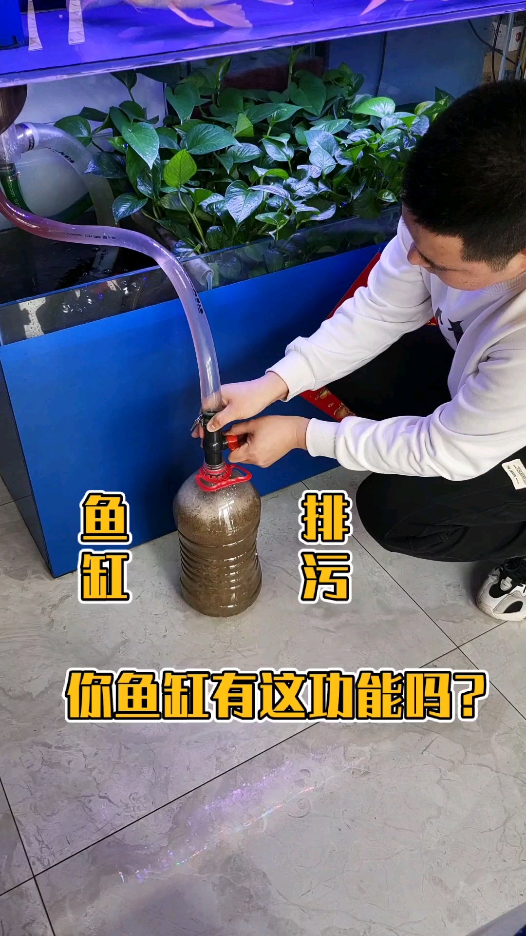 家庭养鱼,爱上鱼,鱼马桶分离鱼缸鱼粪,轻松养鱼