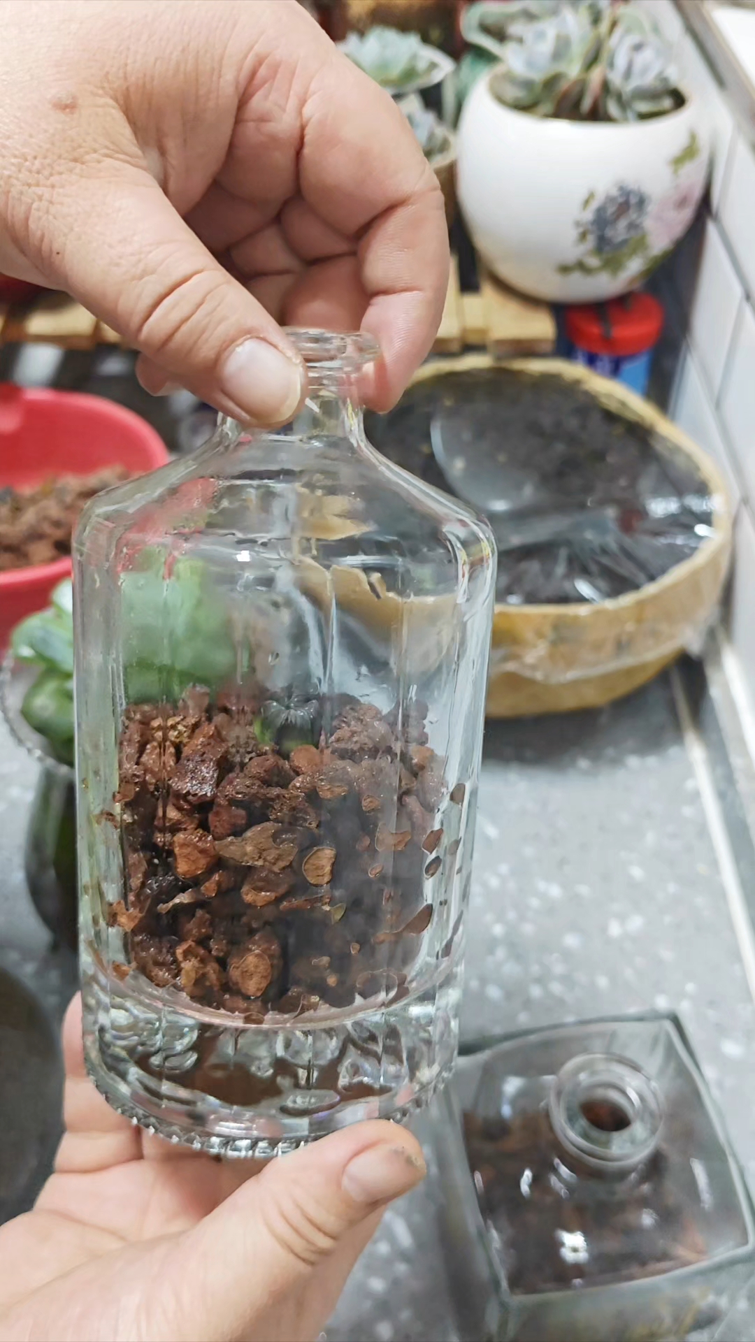 多肉玉露