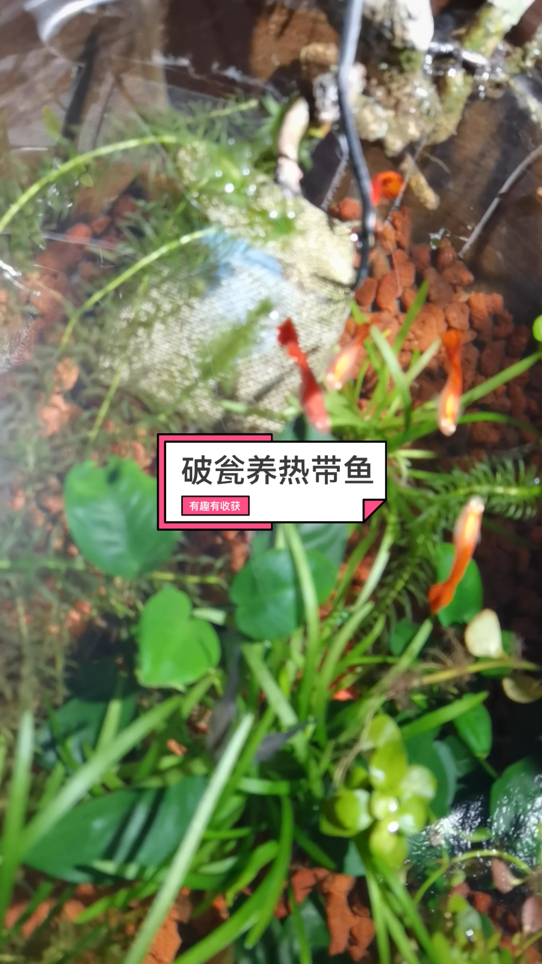 热带鱼的饲养和水草养殖
