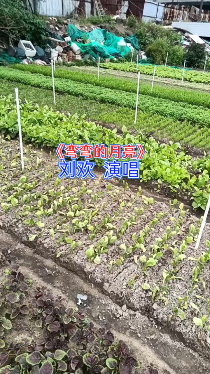 《弯弯的月亮》刘欢  演唱   背景  汕头乡村蔬菜田
